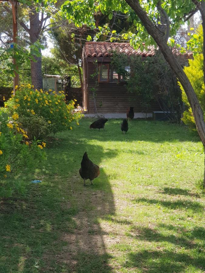 Hotel Nar Bagevi Bozcaada Exteriér fotografie